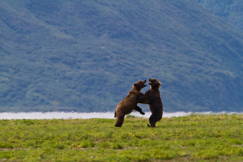 Fighting Grizzly Bears